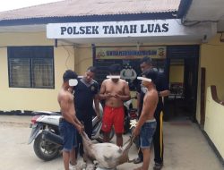 Komplotan Pencuri Kambing di Aceh Utara Ternyata di Bawah Pengaruh Sabu, Satu Tersangka Masih Buron